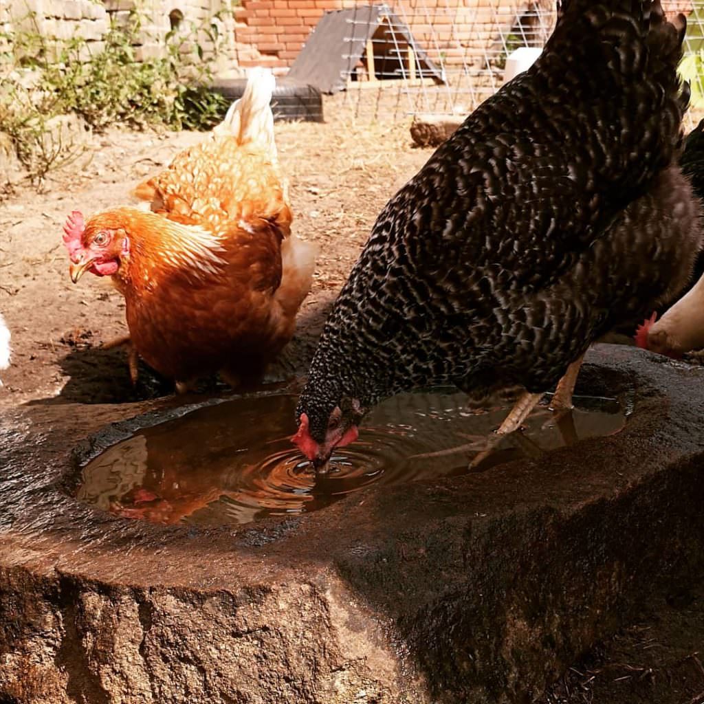 L'eau est importante. Les poules peuvent se créer leur propre abreuvoir de poulailler !