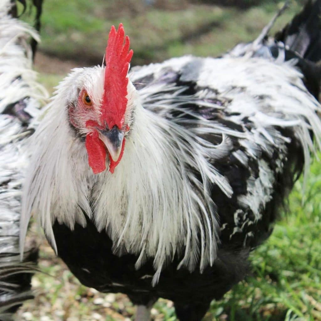 La poule Dorking est souvent blanche ou argentée avec un liseré noir