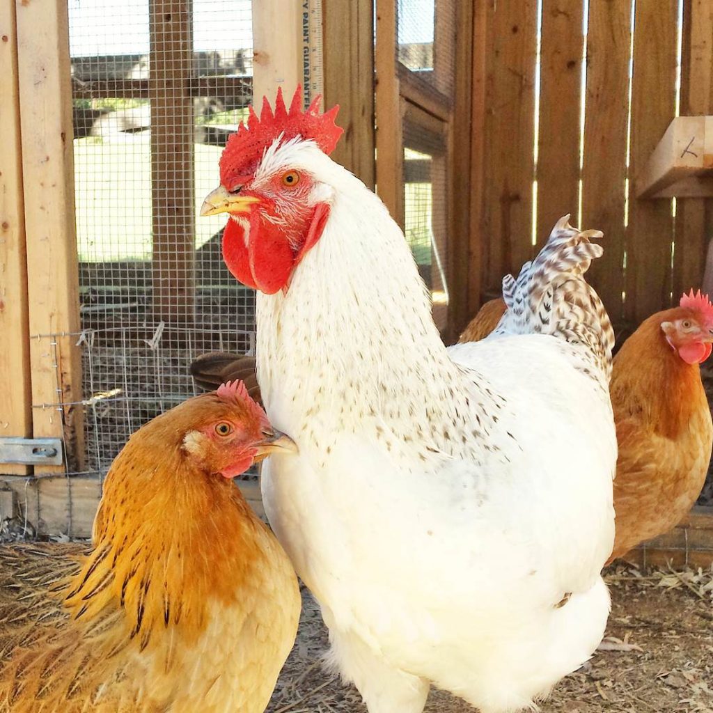 La poule Dorking est extrêmement sociable