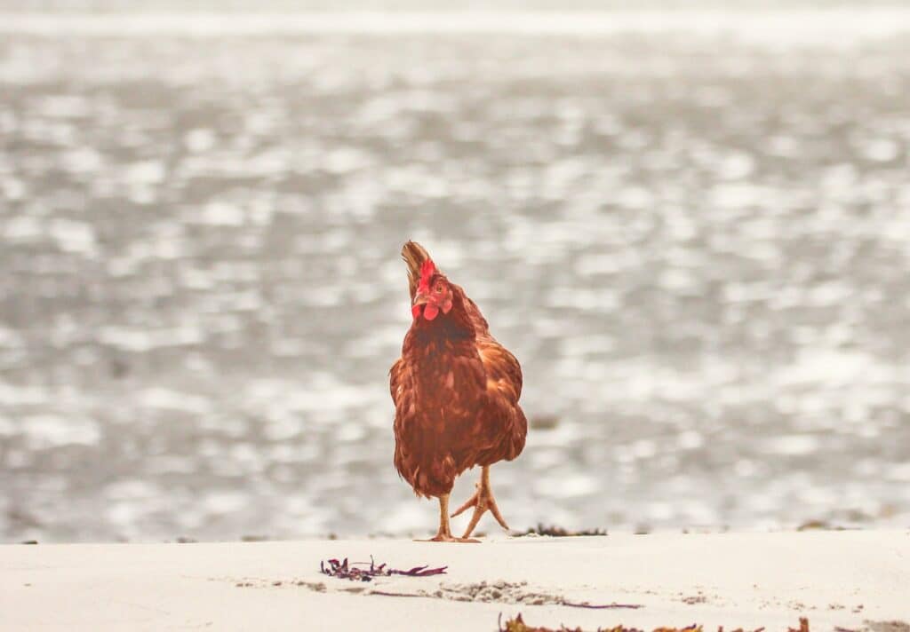 La poule rousse Monique de Guirec Soudée