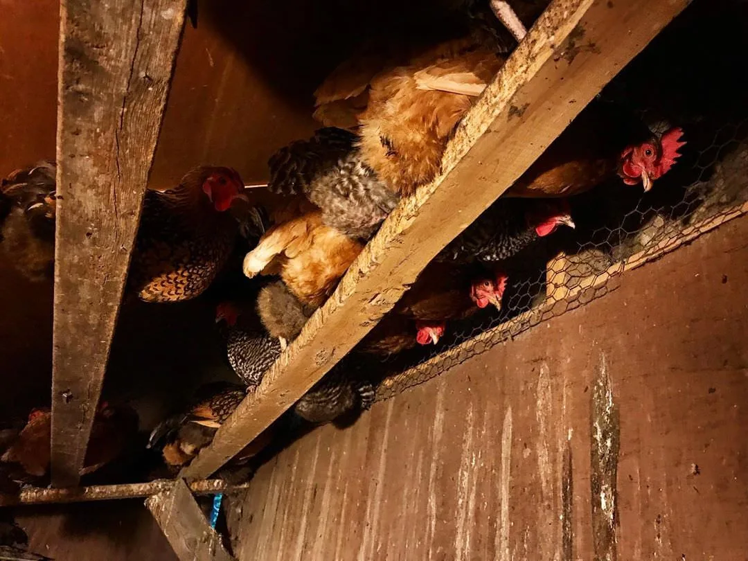 Il est important de savoir combien de poules par m2 vous pouvez disposer dans un poulailler. Sur un perchoir, c'est 25 centimètres de longueur par poules !