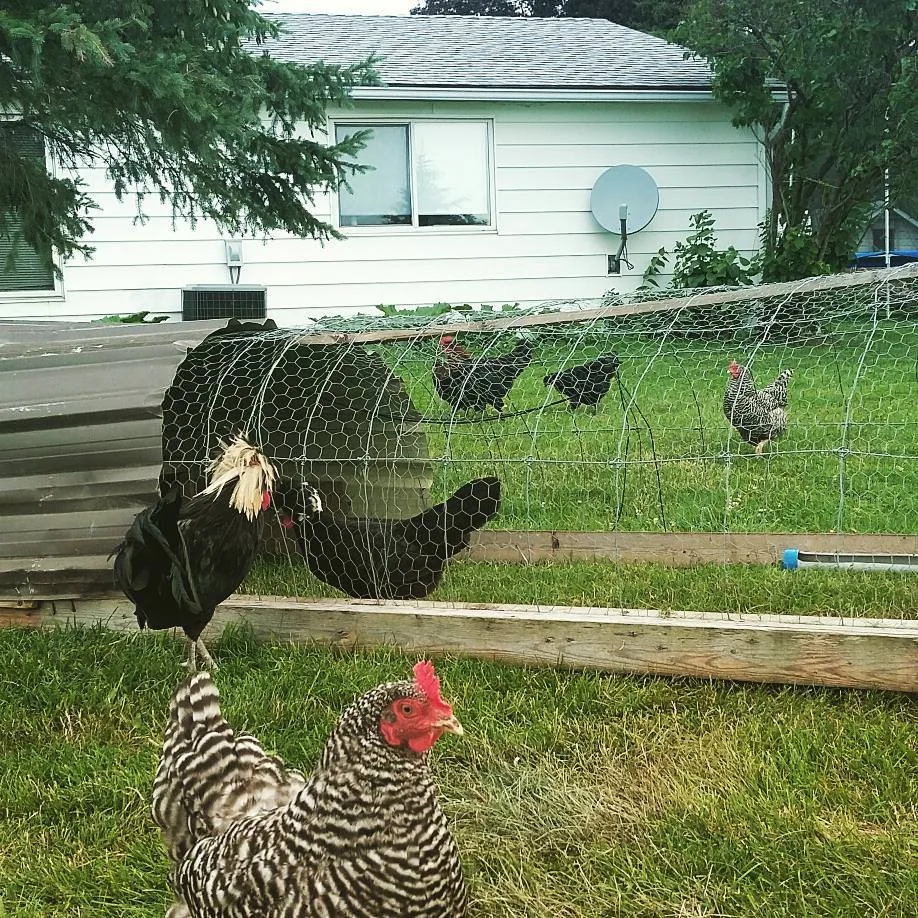 Comment intégrer une nouvelle poule ?