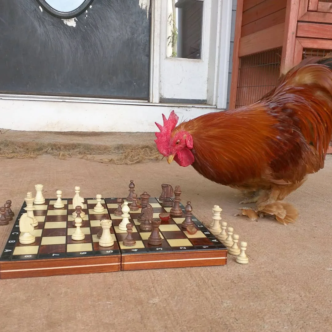 Comment dresser ses poules ?