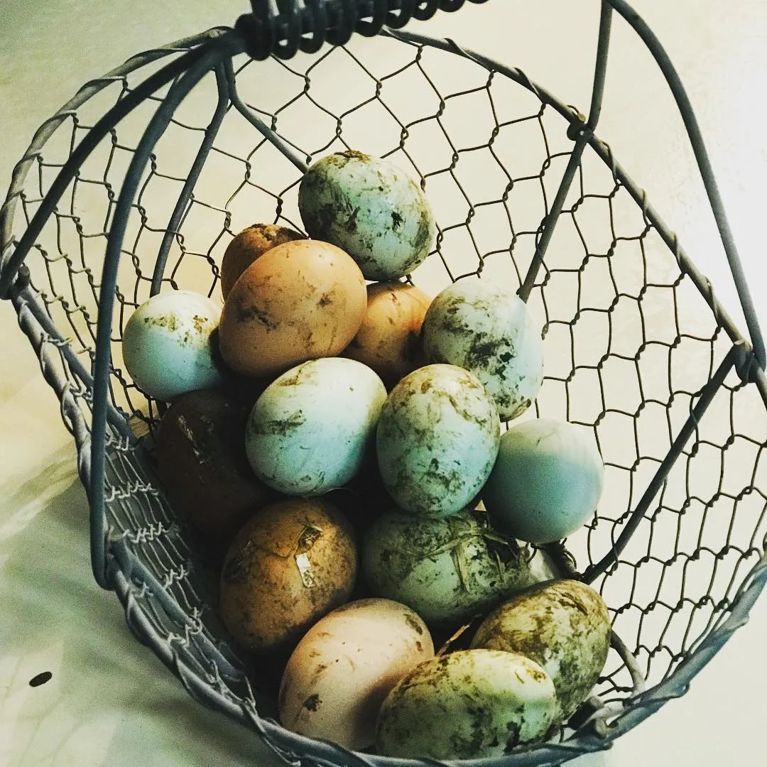 Comment nettoyer oeufs