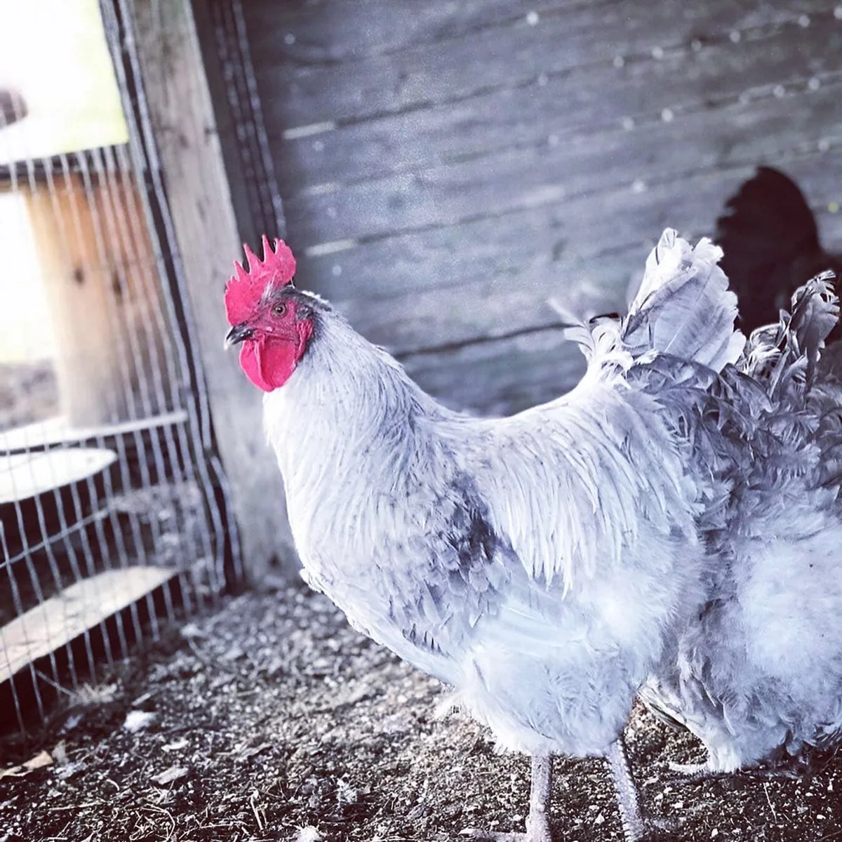 Coq décapité vivant par un joueur de pelote Basque : le parquet de Bayonne lance des poursuites