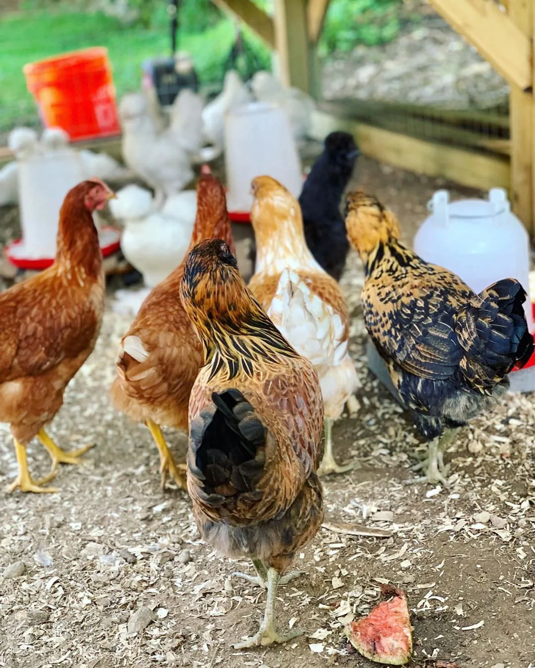 Elever des poules en ville ou à la campagne. Plus qu'une mode, un nouvel état d'esprit !