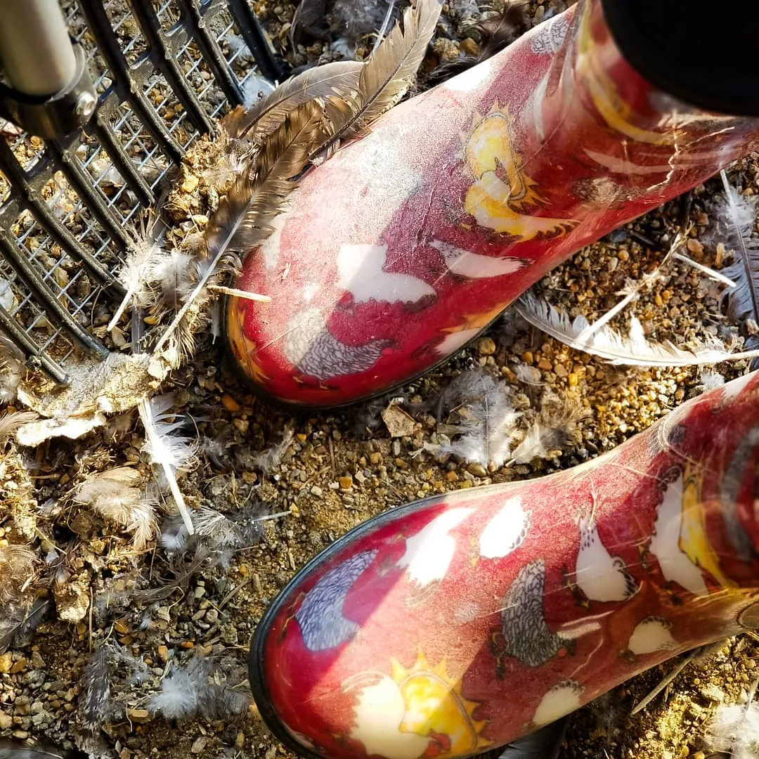 Quelle litière pour un poulailler ? Découvrez la sciure ou la paille de chanvre pour vos poules