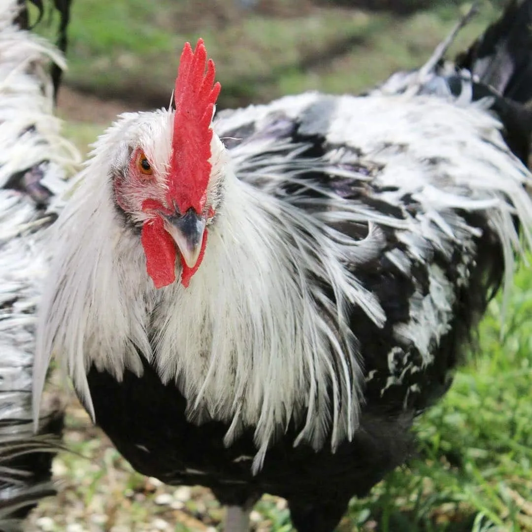 Un coq Dorking argenté, plumage blanc liseré de noir et crête simple rouge, debout dans l’herbe
