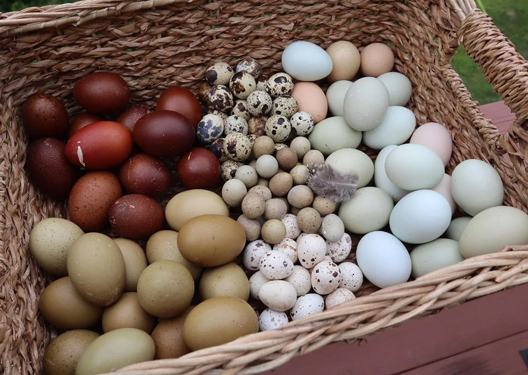 Des UV pour vos poules permettent d'augmenter la vitamine D contenue dans leurs oeufs.