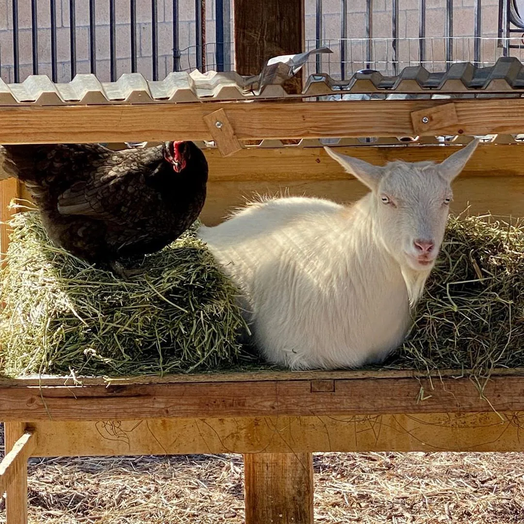 Poules et chèvres : La cohabitation est-elle possible ?