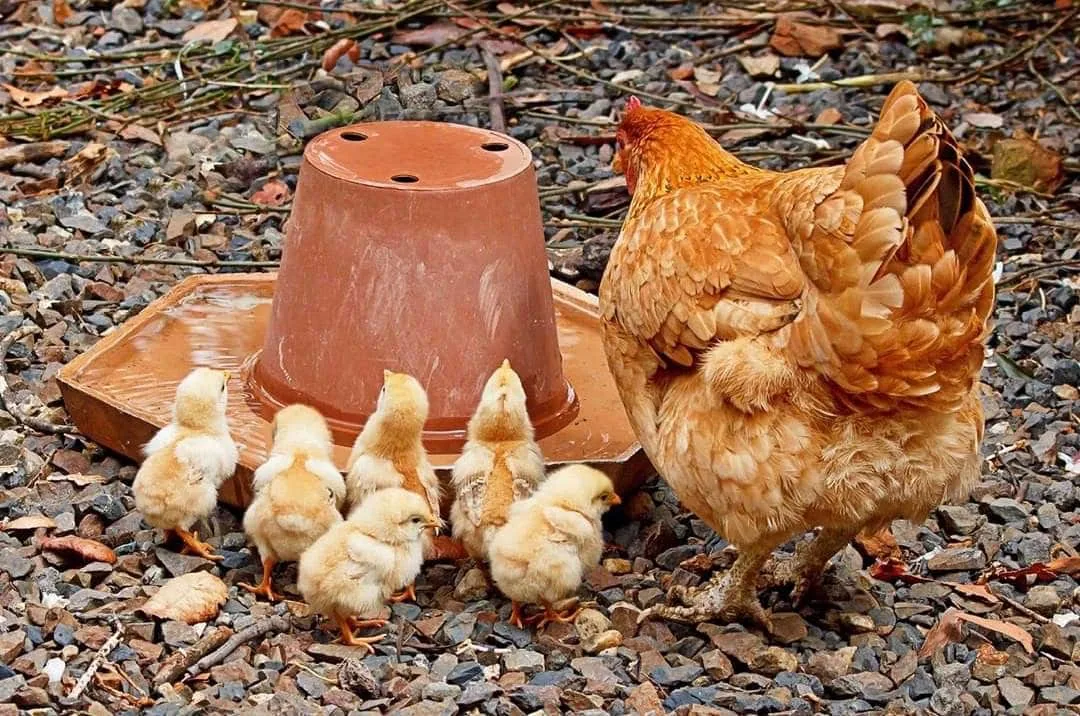Intégrer un poussin au poulailler est une question de patience