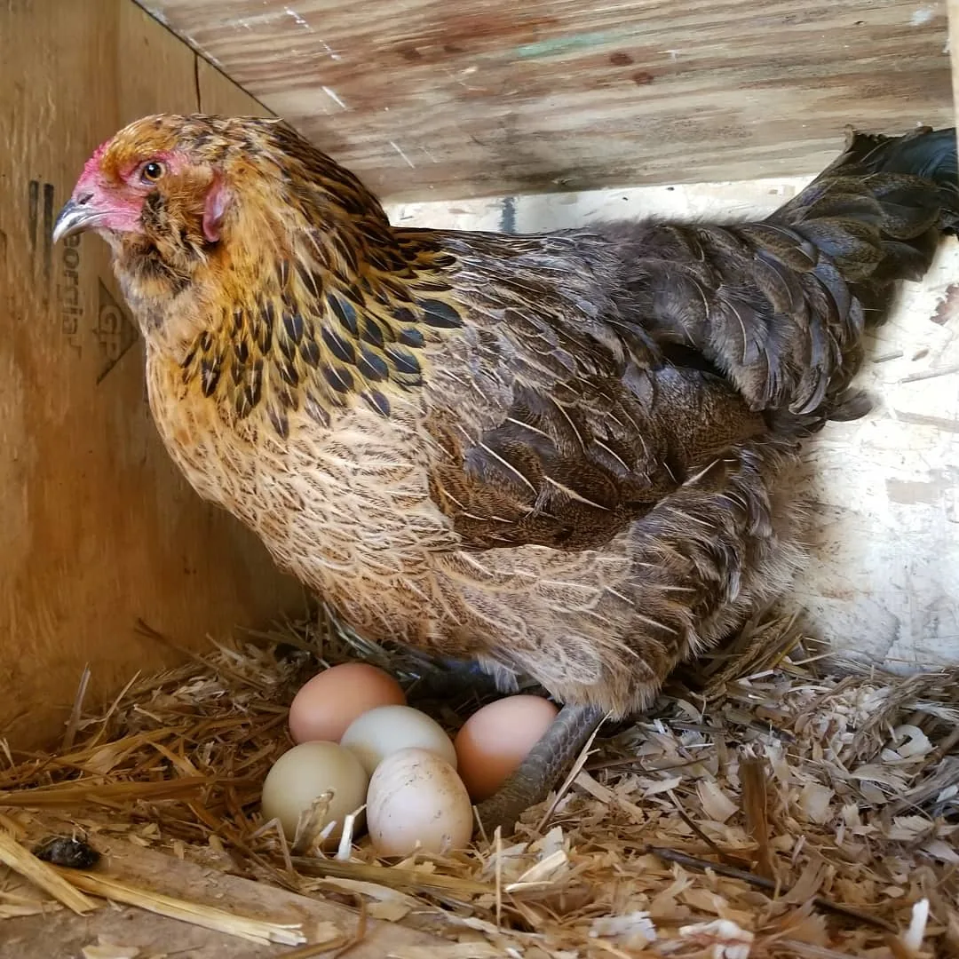 Bien choisir ce qu'il faut mettre au sol d'un poulailler est important pour la santé des poules