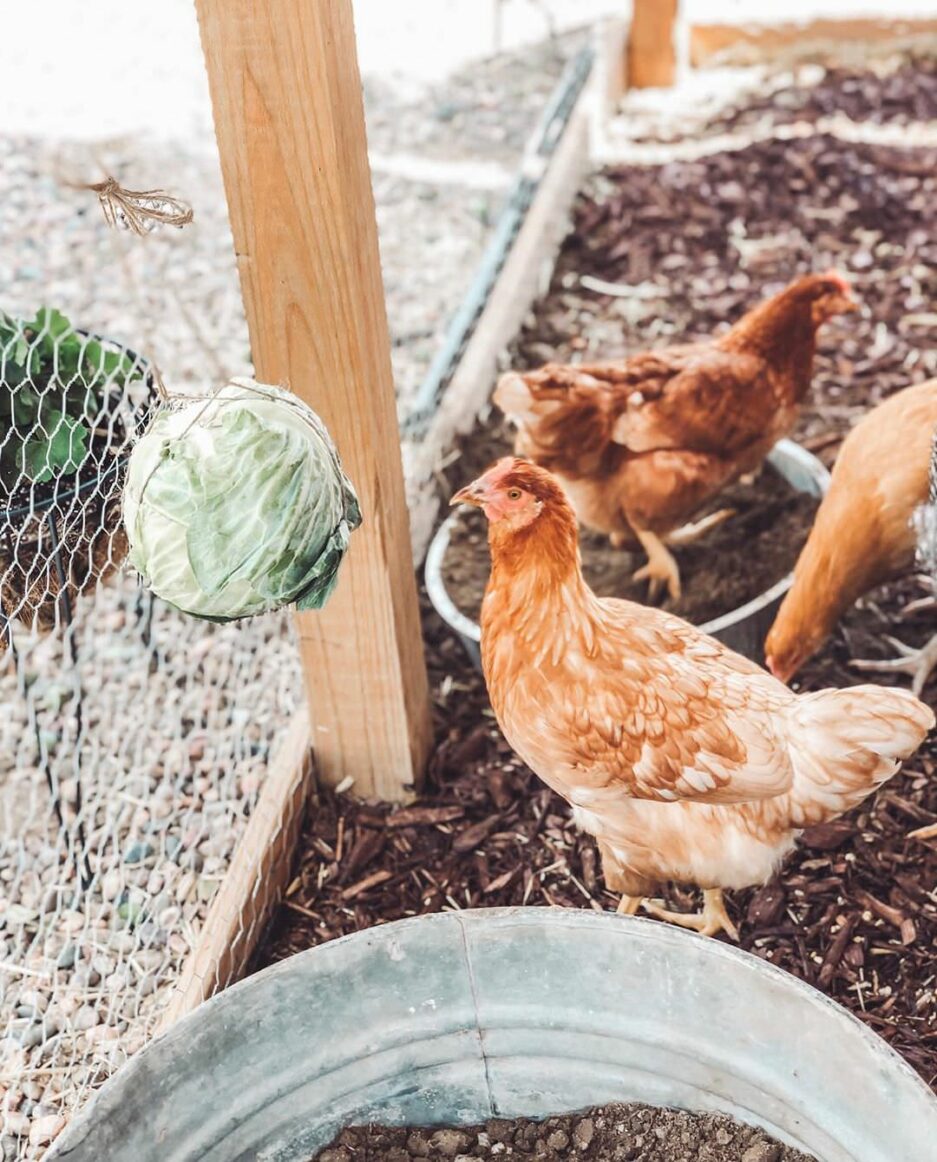 Comment nourrir les poules ? Graines, Mangeoire •