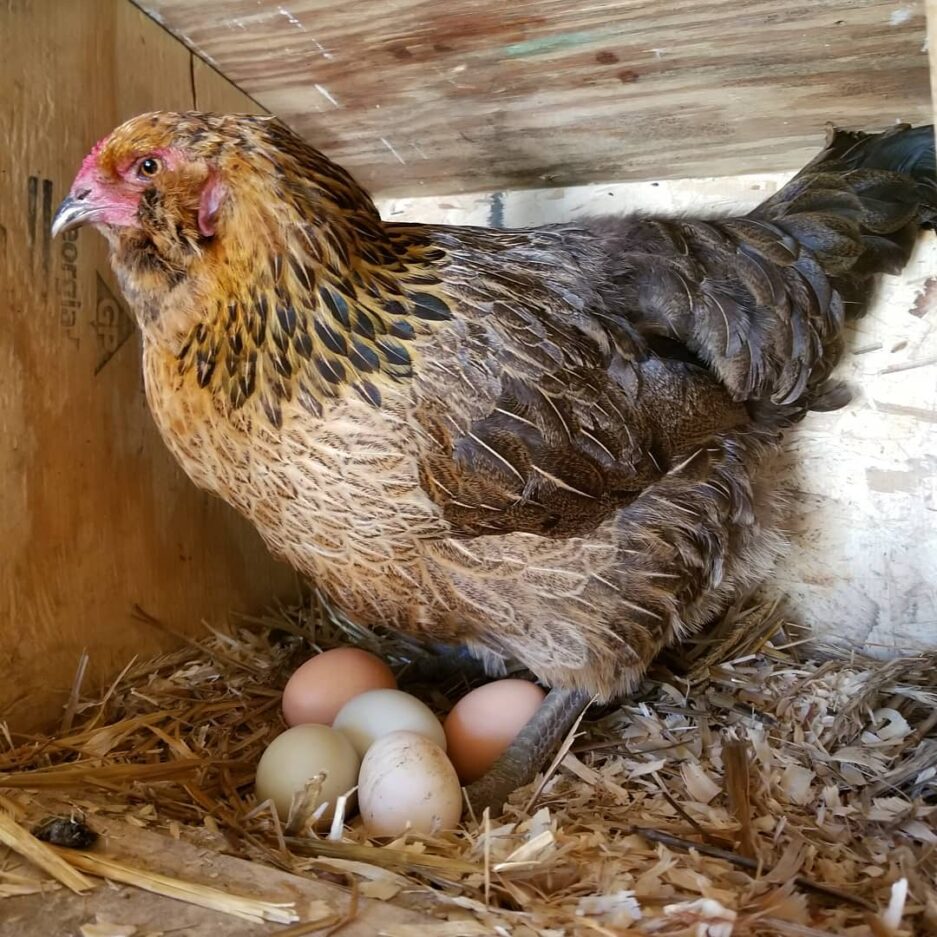 Quoi mettre sur le sol d